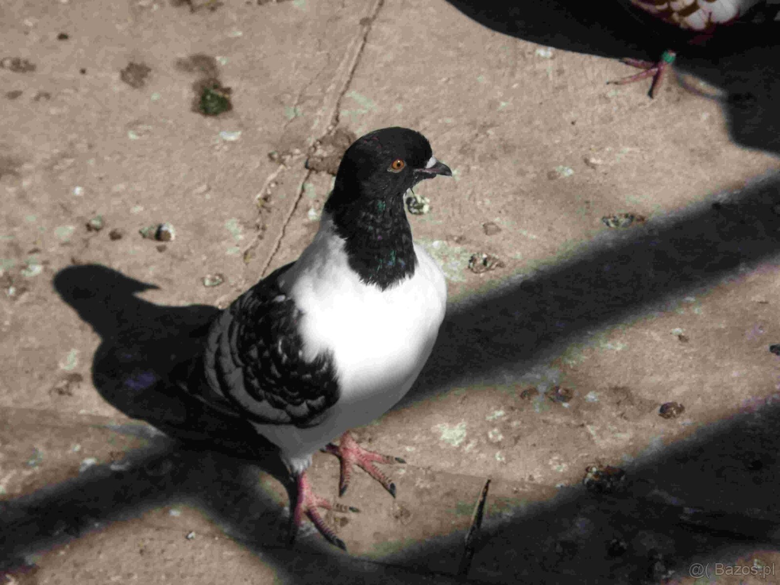 sprzedam gołębie - 19