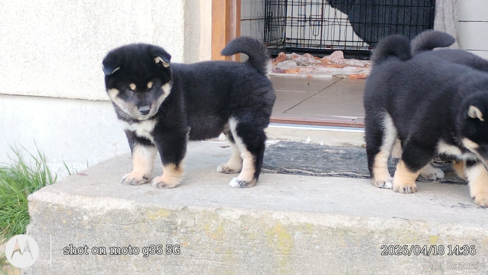 Shiba Inu + Nowy miot + Rezerwacja szczeniąt - 19