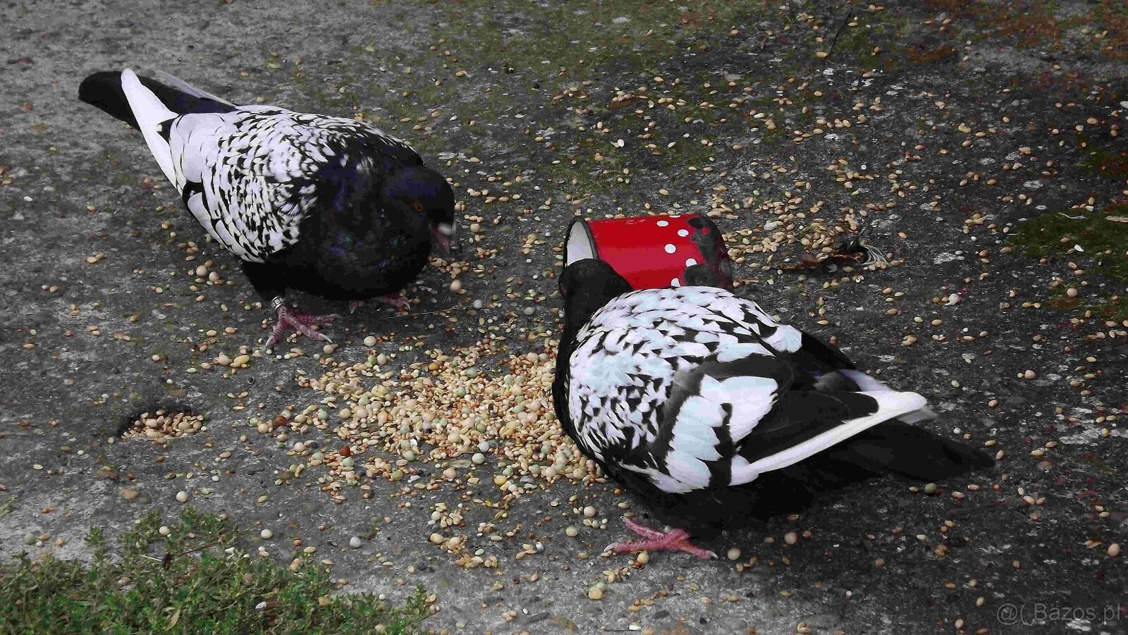 sprzedam gołębie - 19