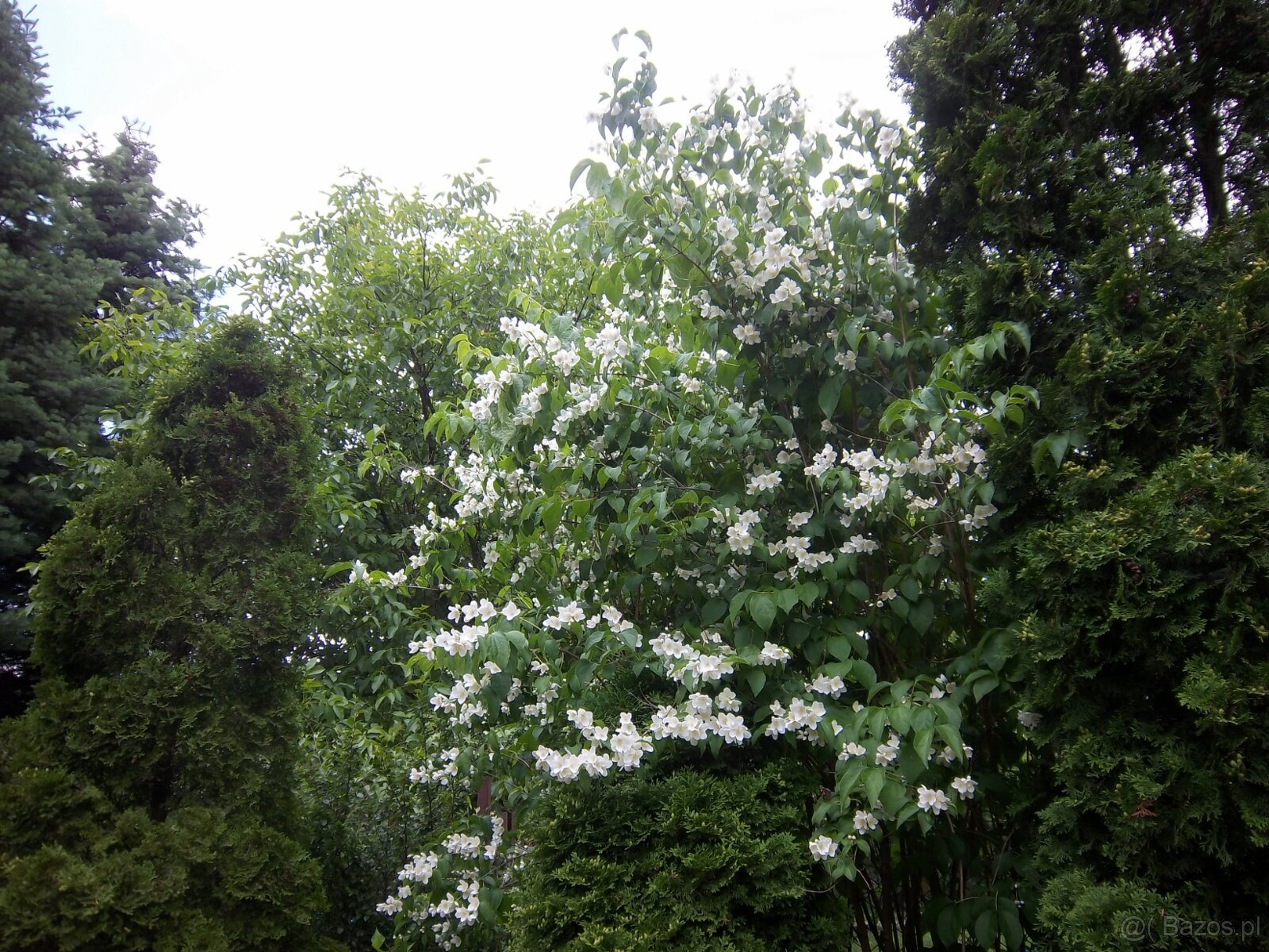 Dom wśród zieleni przy lesie - 19