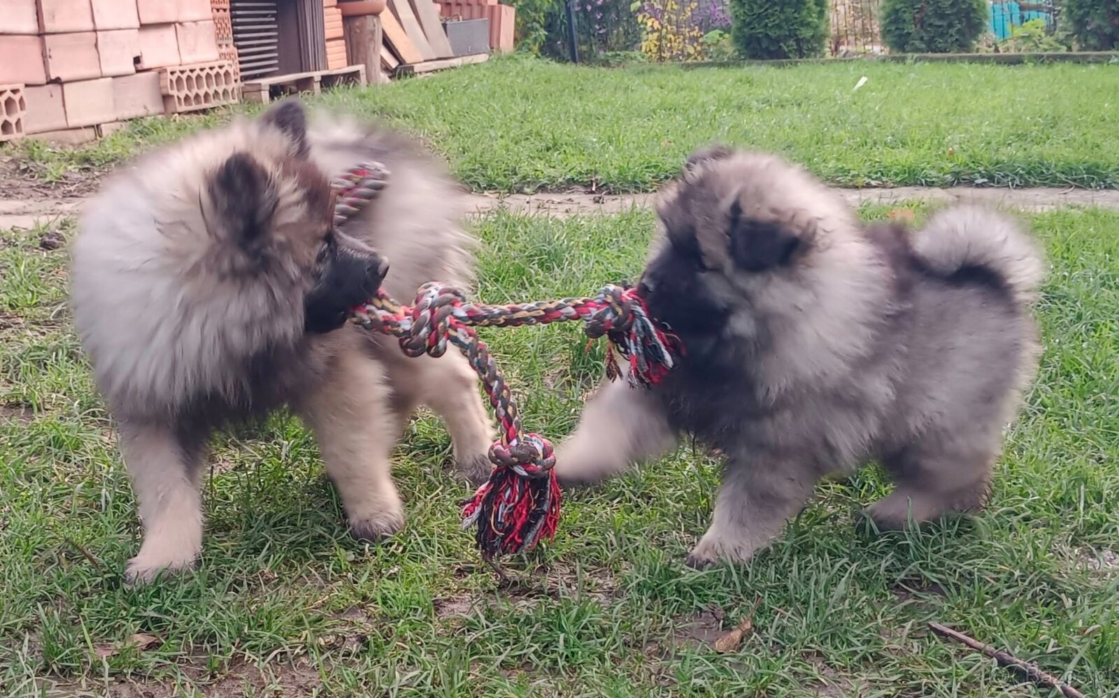 Wilczy szpic / Keeshond polecam rodowodowe szczenieta - 19