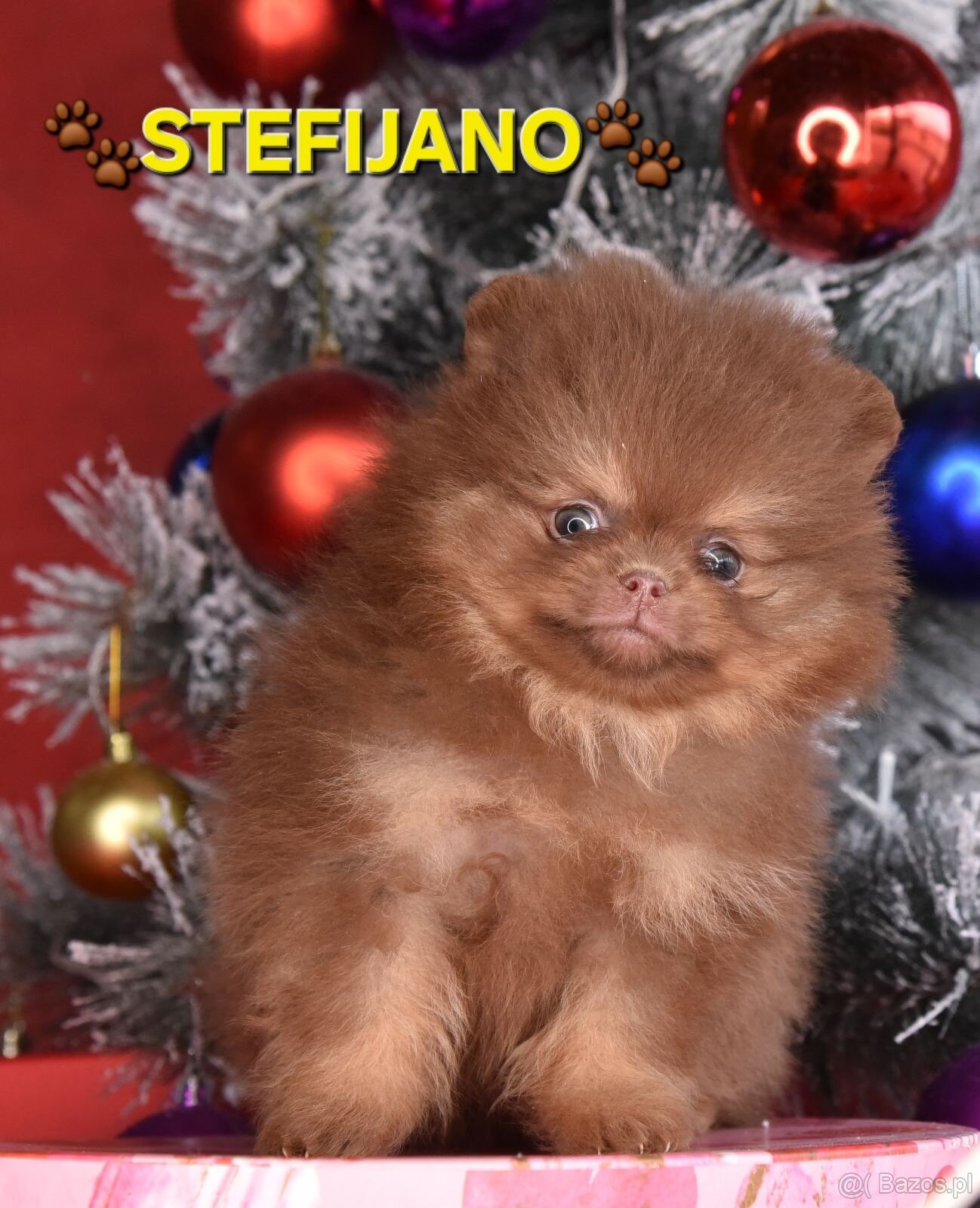 Pomeranian Boo – Szczenięta w kolorze CHOCOLATE & TAN | NOWO - 19