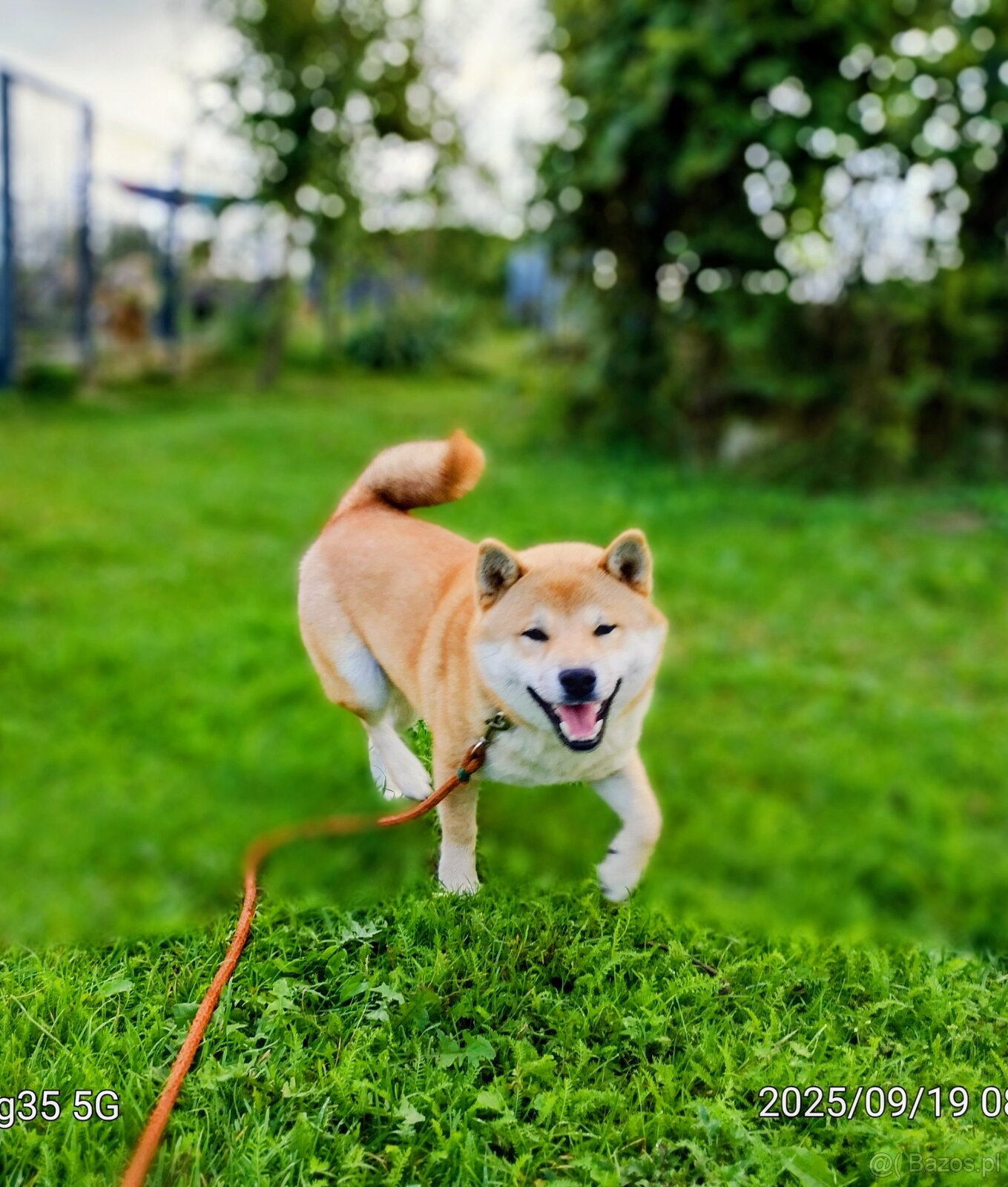 Shiba Inu, czerwony piesek - 19
