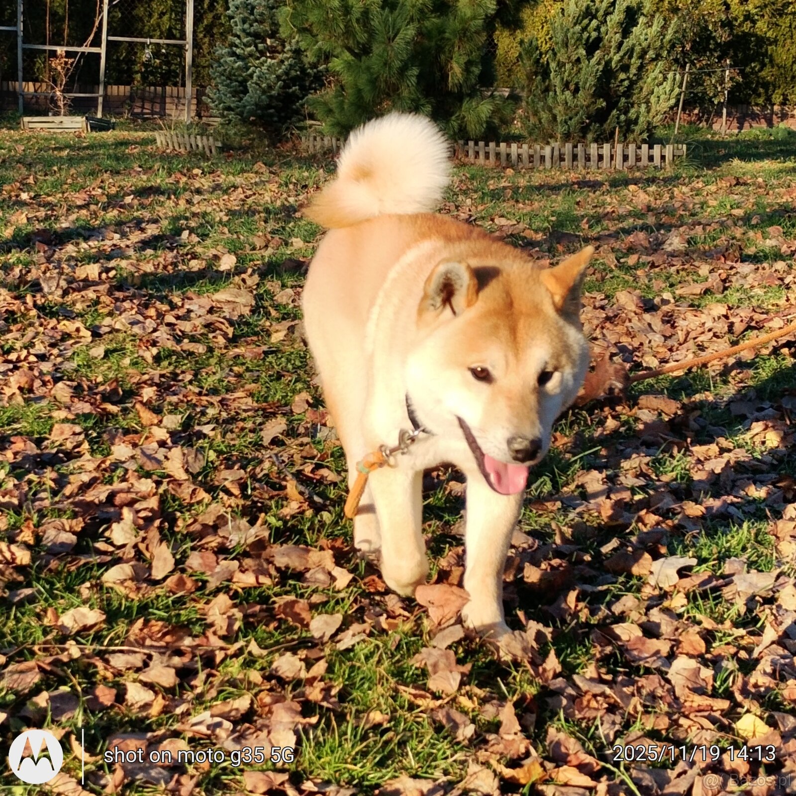 Shiba Inu czerwony sympatyczny piesek - 19