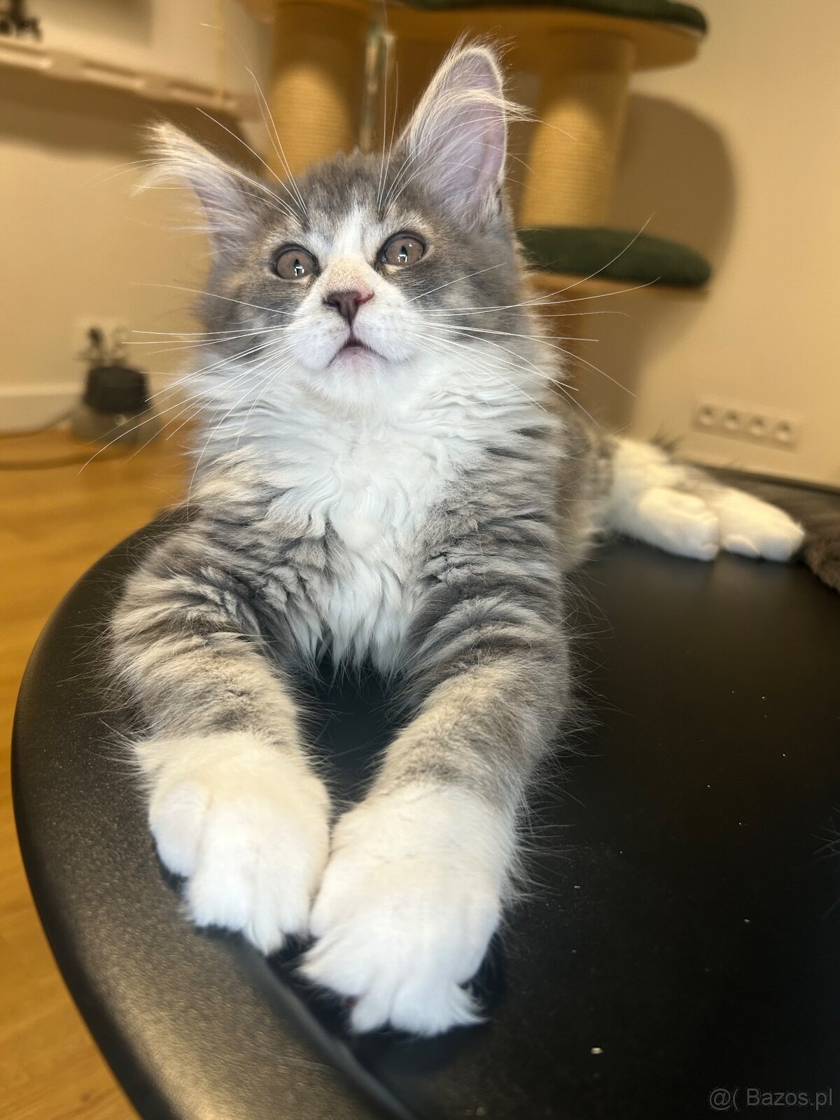 Maine Coon - 19