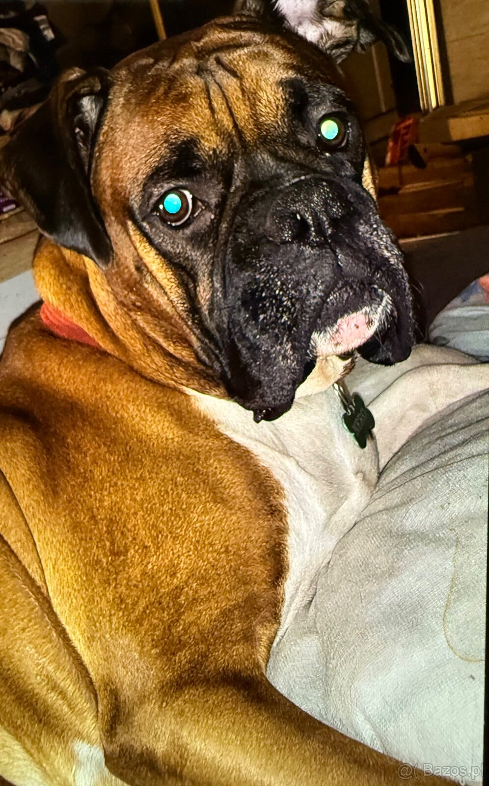 Bokser szczeniaki - 19