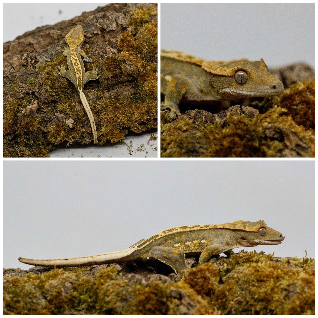Gekony orzęsione (ciliatus) + akcesoria GeckoSVK - 19