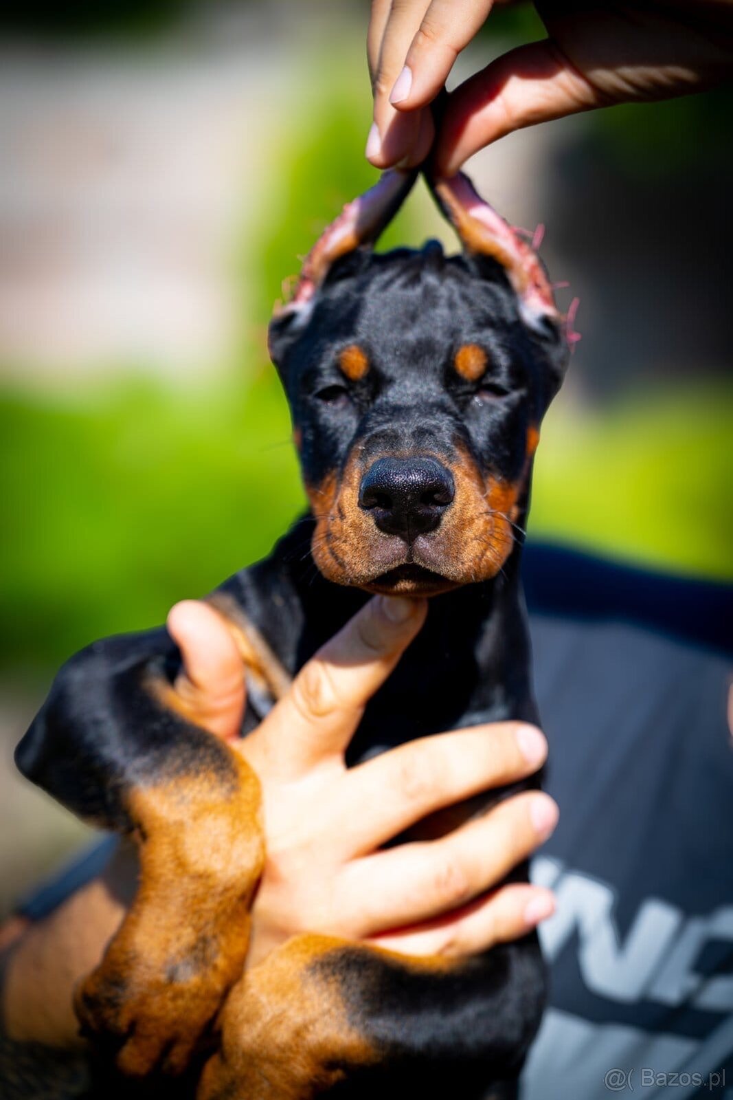 KUPIOWANE SZCZENIĘTA DOBERMANA Z RODOWODEM FCI - 19