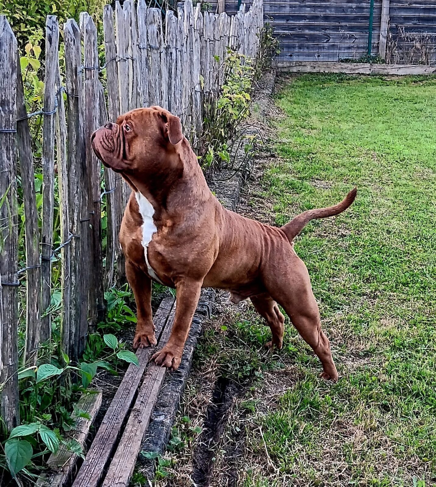 Buldog Staroangielsky - Old English Bulldog - 19