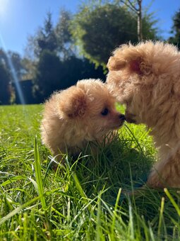 Piesek Pomapoo Maltipoo Miniaturka puchaty miś pies z rodowo - 19
