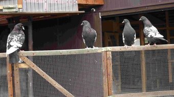 sprzedam gołębie - 19