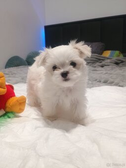 Maltańczyk Royal Maltese - 19