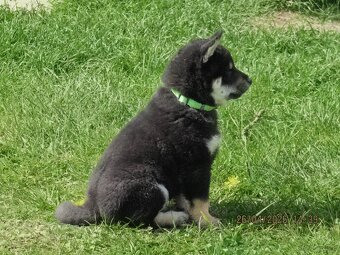Shiba Inu + Nowy miot + Rezerwacja szczeniąt - 19