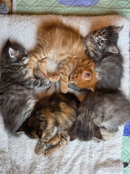Kocięta bez ogonów Kurylski Bobtail - 19