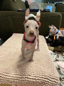 Peruwiański Pies bezwłosy - 19