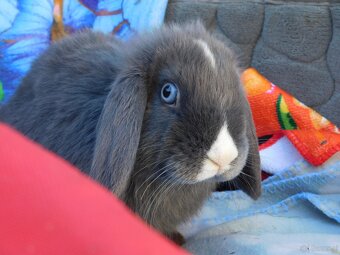 Piękne baranki mini lop niebieskie - 19