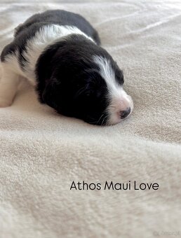 Border Collie z PP /FCI/ szczenięta - 19