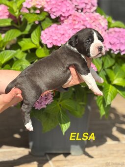 Amstaff - 19