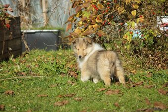 OWCZAREK SZKOCKI DŁUGOWŁOSY SUCZKA - 19