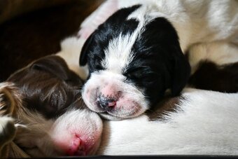 English Pointer - 19