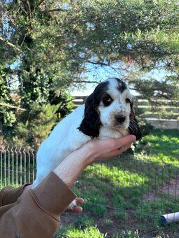 Cocker spaniel angielski - 19