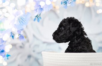 Szczeniak Kerry Blue Terrier - 19