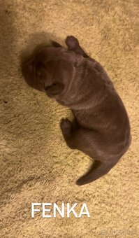 Szczeniaki Bandogi s rodokmenom VIP BANDOG KENNELS - 19