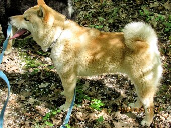 Shiba Inu, dwoje ośmiomiesięcznych szczeniąt - 19