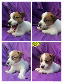 Jack Russell terrier JRT rodzice FCI - 19