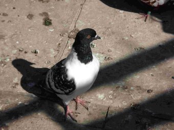 sprzedam gołębie - 19