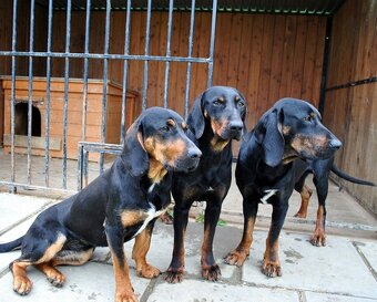 Reproduktory rasy GOŃCZY POLSKI użytkowe zapraszają suczki - 19