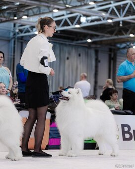 Samojed z FCI/PP – urodzone szczenięta z wyjątkowego skojarz - 19