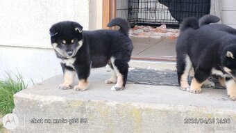 Shiba Inu + Nowy miot + Rezerwacja szczeniąt - 19