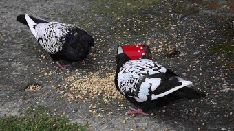 sprzedam gołębie - 19