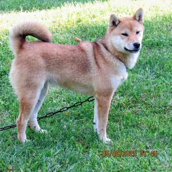 Shiba Inu czerwona, mała suczka o wielkim serduszku - 19
