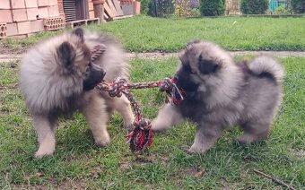Wilczy szpic / Keeshond polecam rodowodowe szczenieta - 19