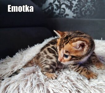 Kotka bengalskie z rodowodem - 19