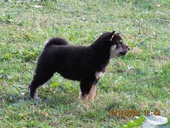 Shiba Inu, dziesięciomiesięczna suczka, czarna-podpalana - 19