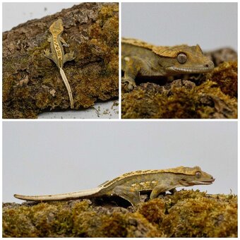 Gekony orzęsione (ciliatus) + akcesoria GeckoSVK - 19