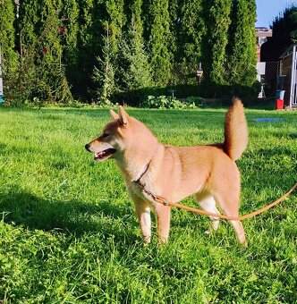Shiba Inu czerwona, mała suczka o wielkim serduszku - 19