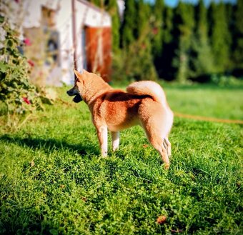 Shiba Inu, czerwony piesek - 19