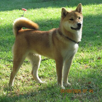 Shiba Inu czerwona, mała suczka o wielkim serduszku - 19