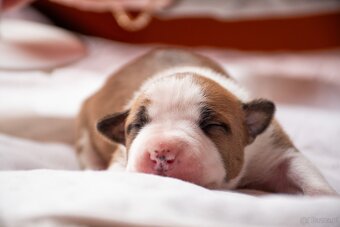 Szczenięta amstaff - 19