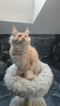 Maine coon - 19