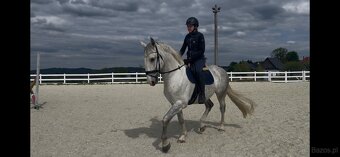 Kladruby białe - 19