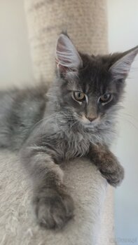Maine coon FPL