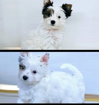 Suczka Yorkshire Terrier