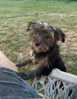 York Terrier