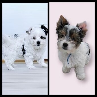 Pieski Yorkshire terrier