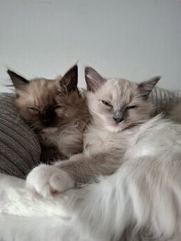 Kocięta Ragdoll